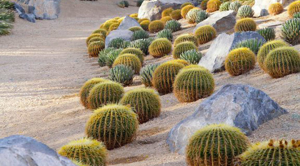 9 Ways to Design with Cactus