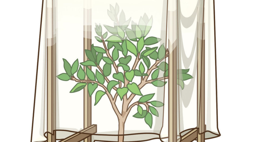 Protect Plants from Frost