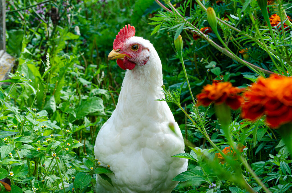 Chicken in Garden