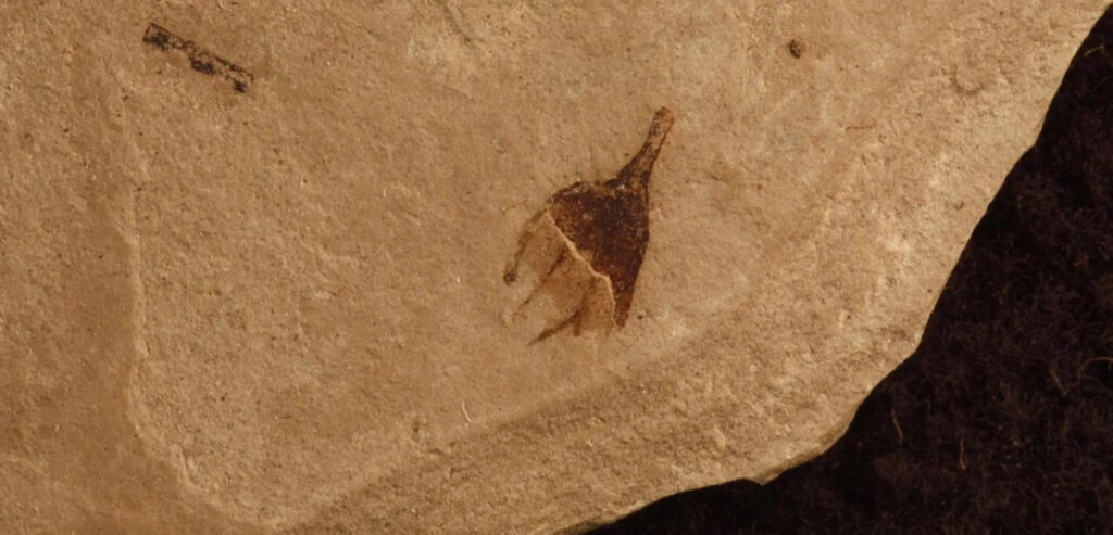 Chili Pepper Fossil