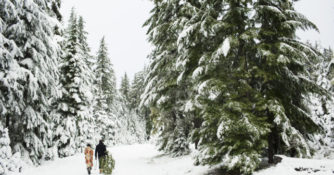 Couple walking with pine tree in national forest while cutting down Christmas tree
