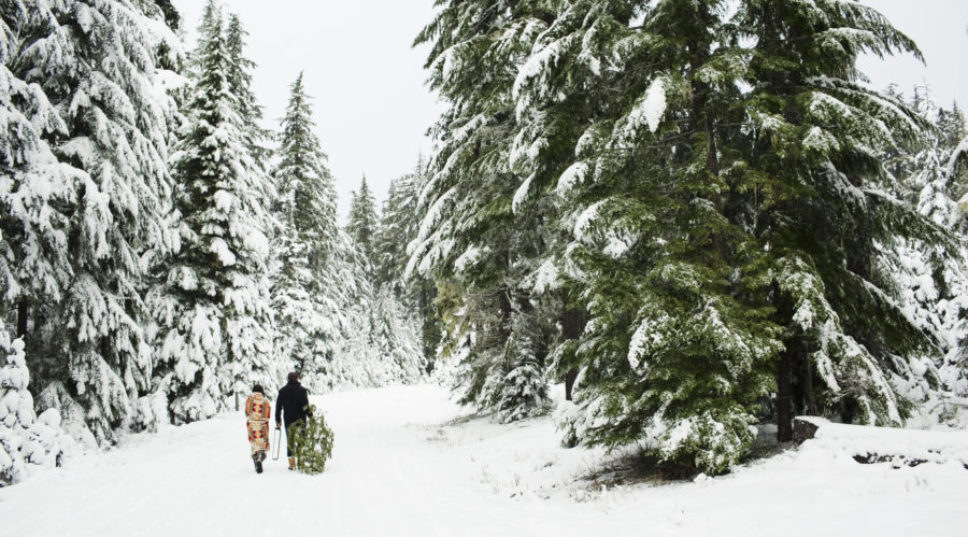 Beautiful Farms to Cut Your Own Christmas Tree