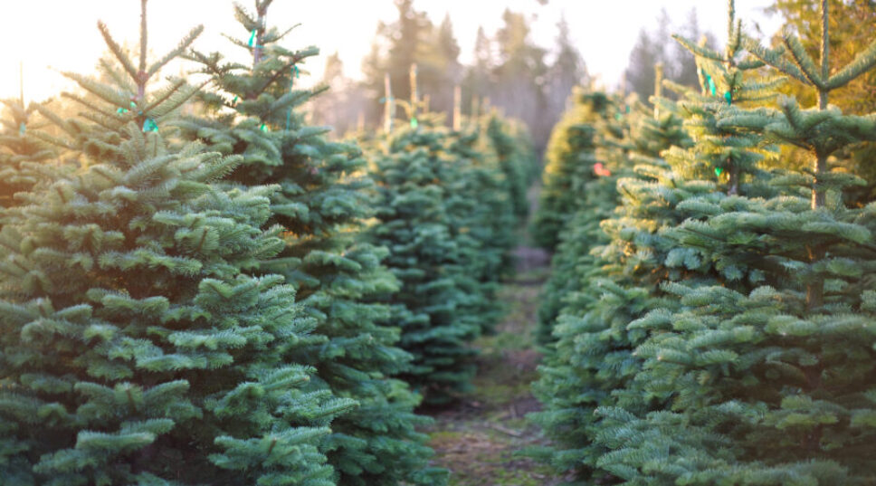 The 13 Best Christmas Tree Farms in the West