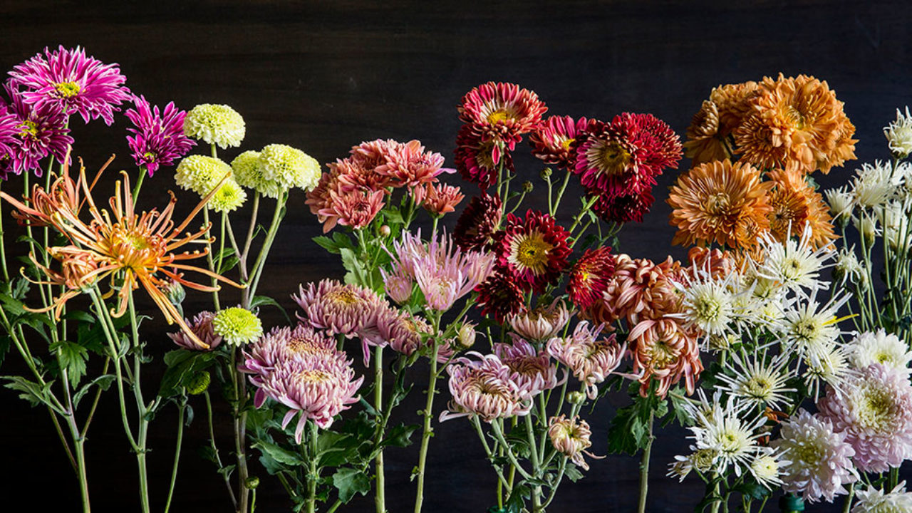 Colorful Cool Season Blooms To Brighten Up The Fall And Winter