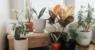 Corner Indoor Plants