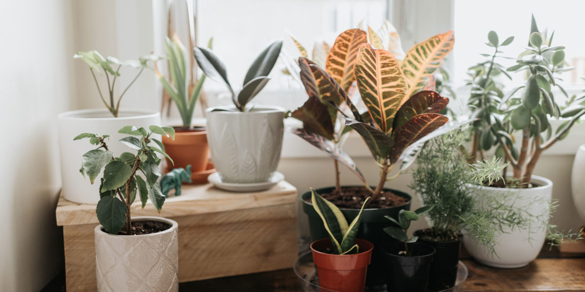 Corner Indoor Plants