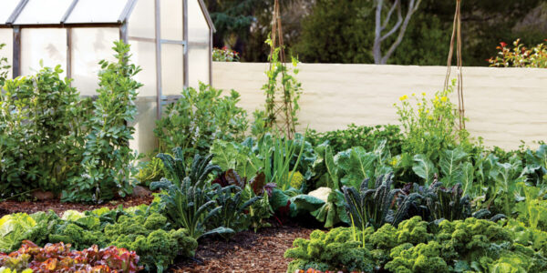 The Ultimate Guide to Vertical Vegetable Gardening