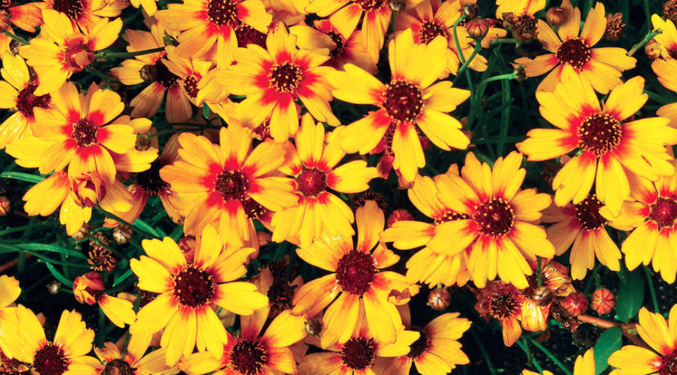 Fall in Love With These Gorgeous Coreopsis Varieties