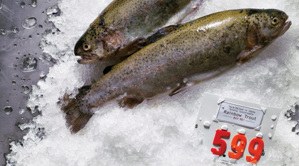 13 Great Fish to Choose Now