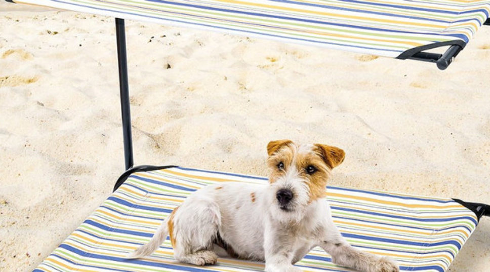9 Refreshing Products that Will Keep Your Dog Hydrated, Happy and Cool This Summer