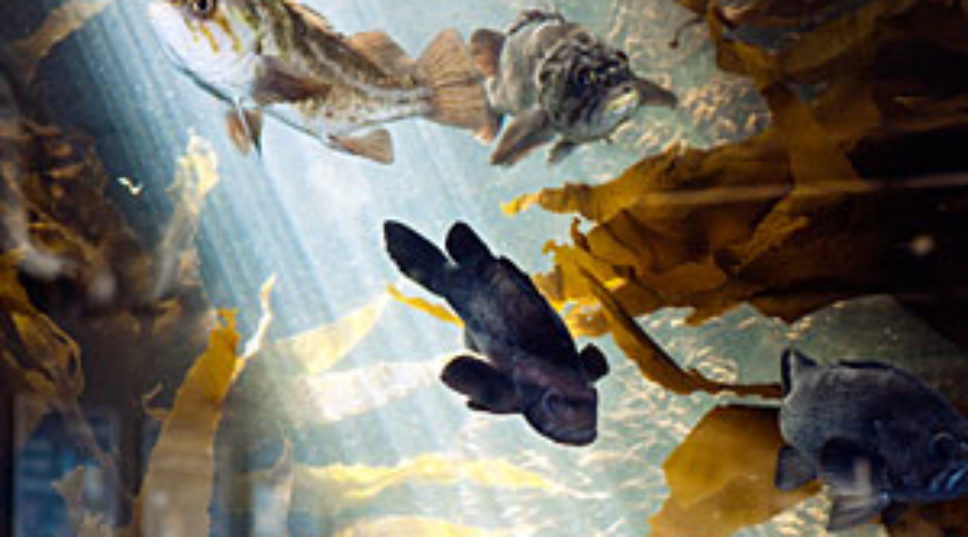 Bodega Marine Laboratory