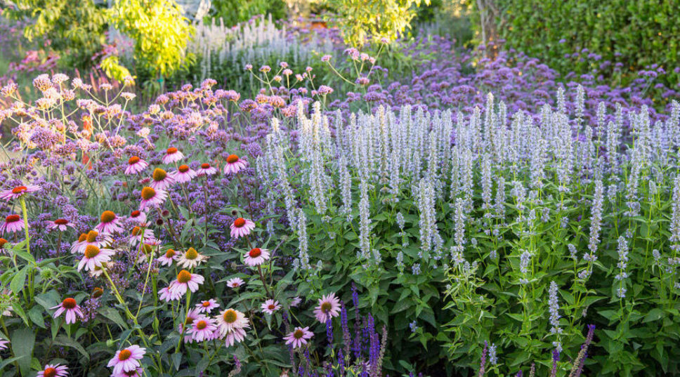 Plant These Beauties for a Mediterranean Garden That'll Thrive in the West