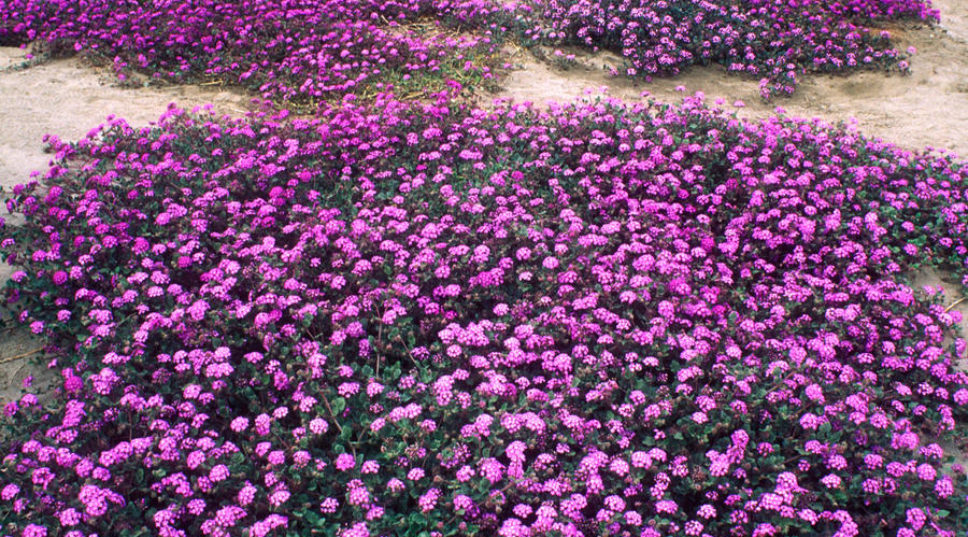 Where To Go This Weekend: Borrego Springs, CA