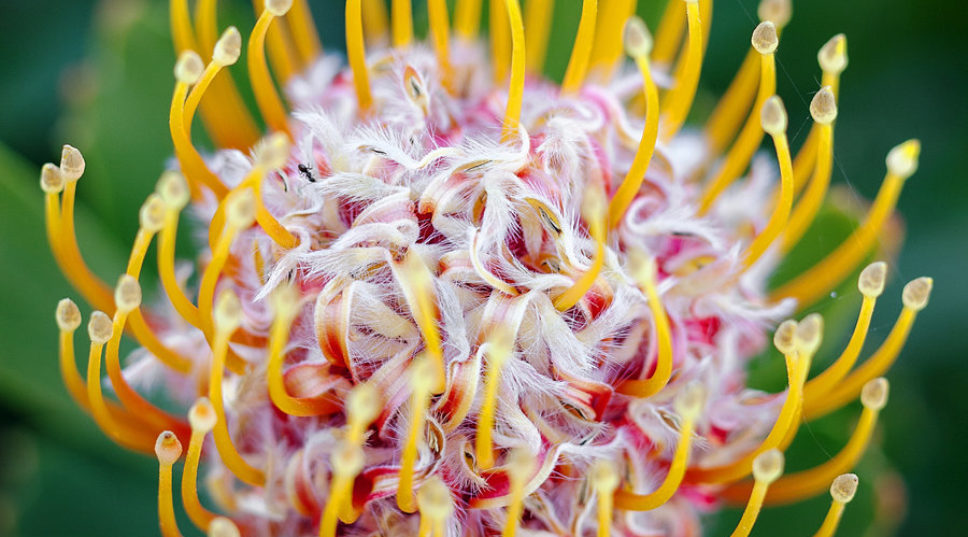 13 Stunning Protea Flowers