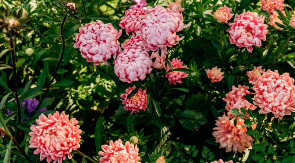 10 Flower Farmer Secrets to Get Your Garden Blooming
