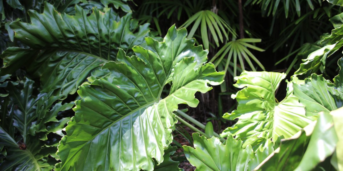 Your Guide to Elephant Ear Plant