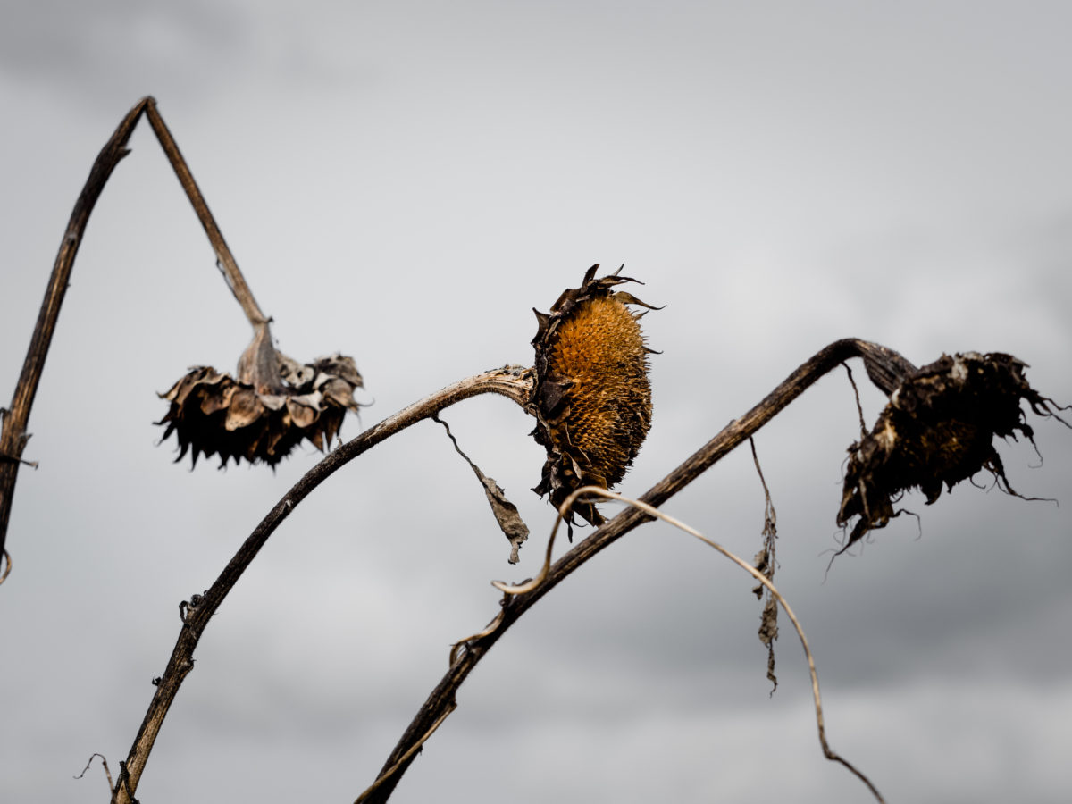 Follow This Fall Garden Cleanup Guide, Chill Out All Winter Long Sunset