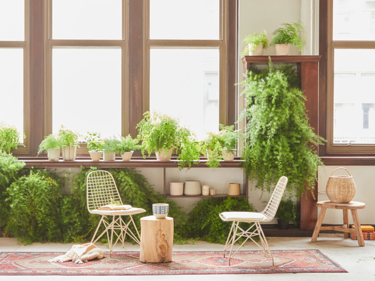 Decorating with Houseplants: Jungle Look