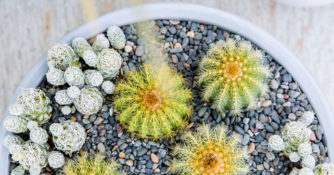 Yellow and green cactuses in a planter