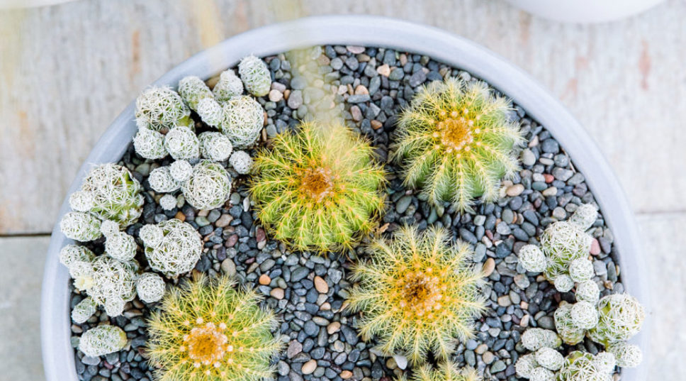 How to Ensure Your Cactuses and Succulents Live Their Best Life
