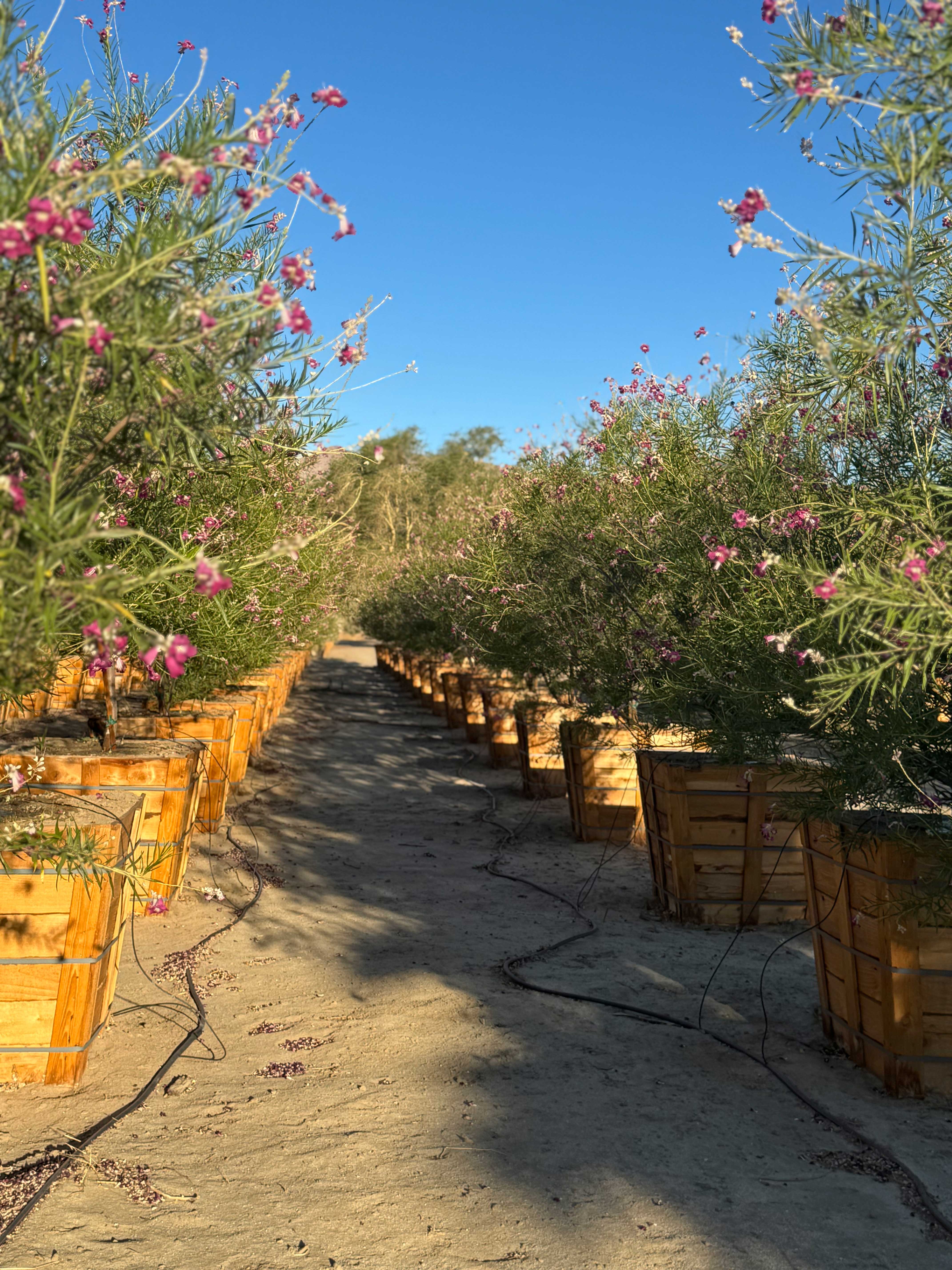 Fall Planting Season