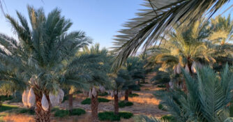 Organic Medjools Production