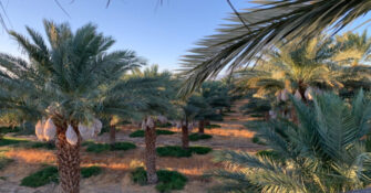 Organic Medjools Production