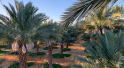 Organic Medjools Production