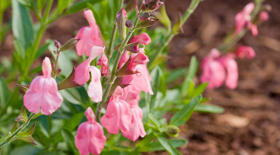 28 Low-Water Flowering Shrubs