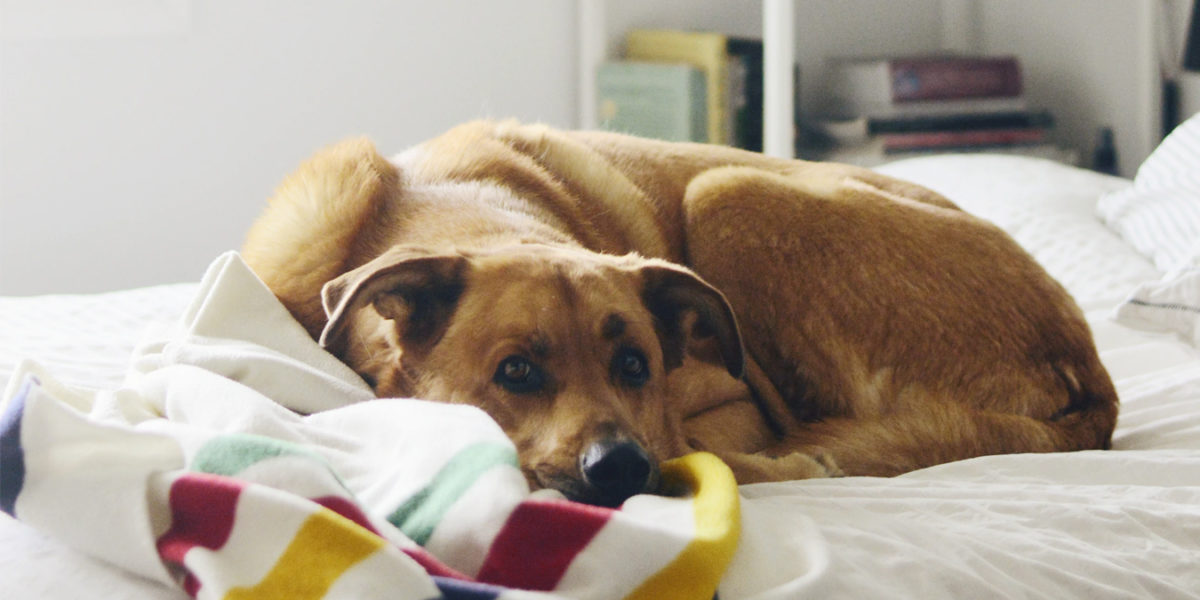Dog with Pendleton Blanket