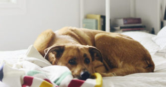 Dog with Pendleton Blanket
