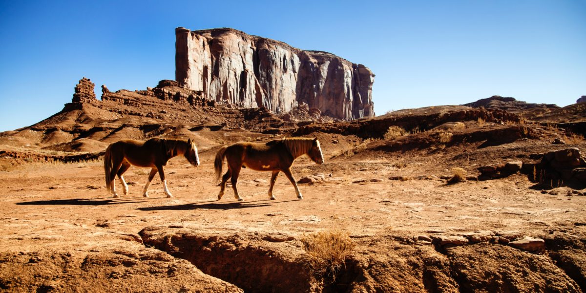 Apparently, the Government Will Give You $1,000 to Adopt a Wild Horse
