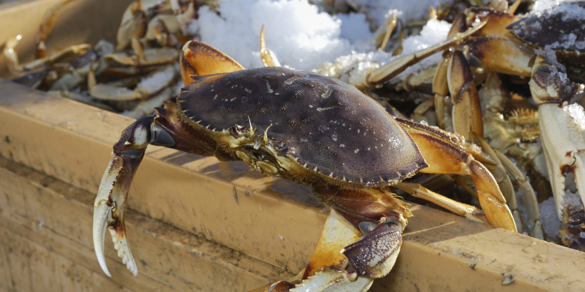 Dungeness Crab Season Kicks Off With Tons of Plump Crustaceans