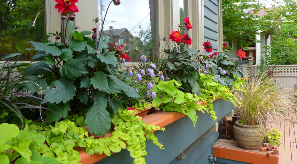 8 Adorable Ideas for Windowsill Gardens