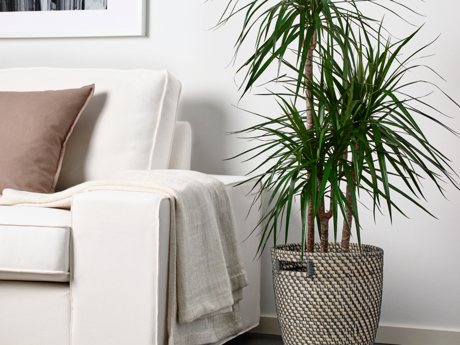 Our Ultimate Guide to Houseplants — Sunset Magazine