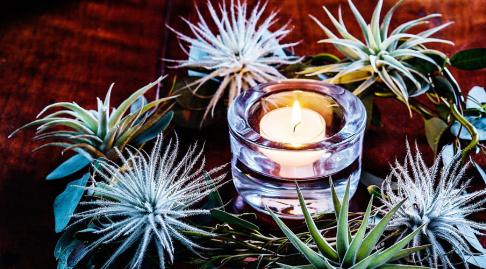 9 Festive Plants for the Holiday Season