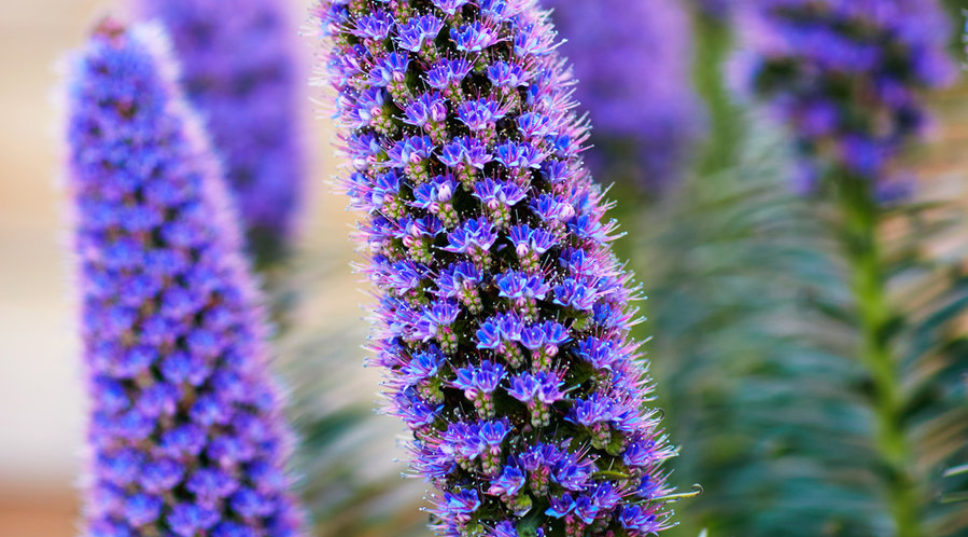The 22 Best Plants for Bees