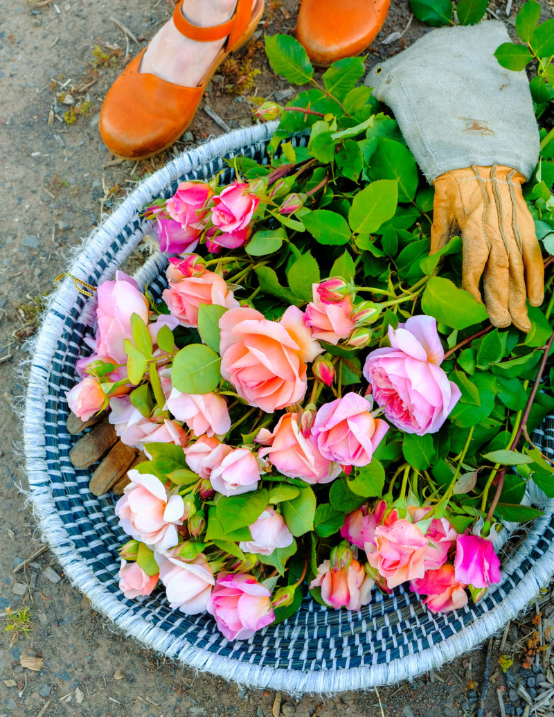 Best Varieties for Your Rose Garden