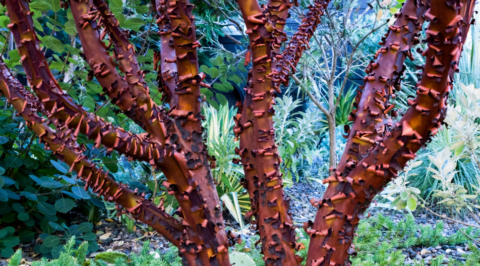 Plant These Trees With Eye-Catching Bark This Winter