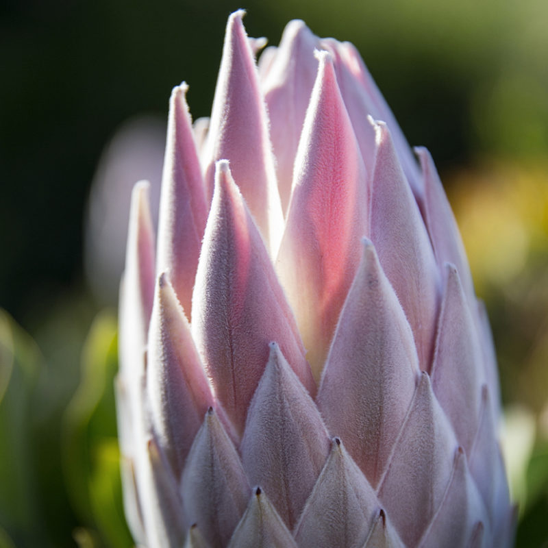 Pink King Protea