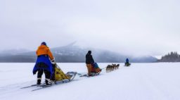 Sled Dogs on a Frozen Lake