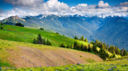 Summet at Hurricane Ridge in Olympic National Park
