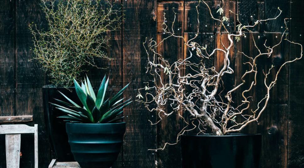 Spooky Plants to Decorate with This Halloween