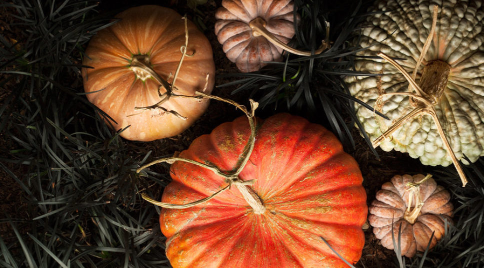 5 Unusual Pumpkins for Fall Decorating