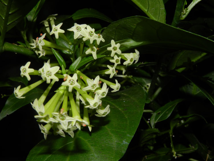 Night-Blooming Jasmine