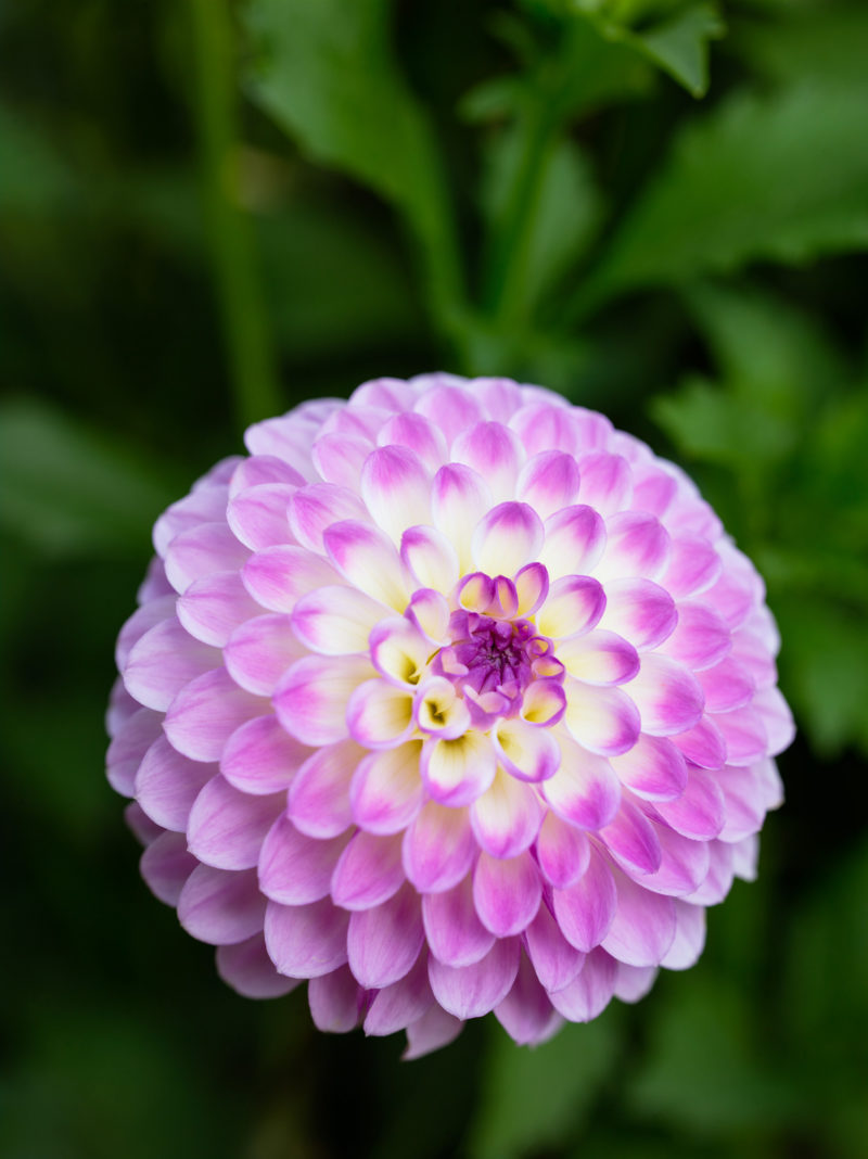 50 Dahlias Sunset Magazine