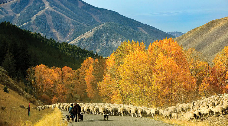 Sun Valley's golden season