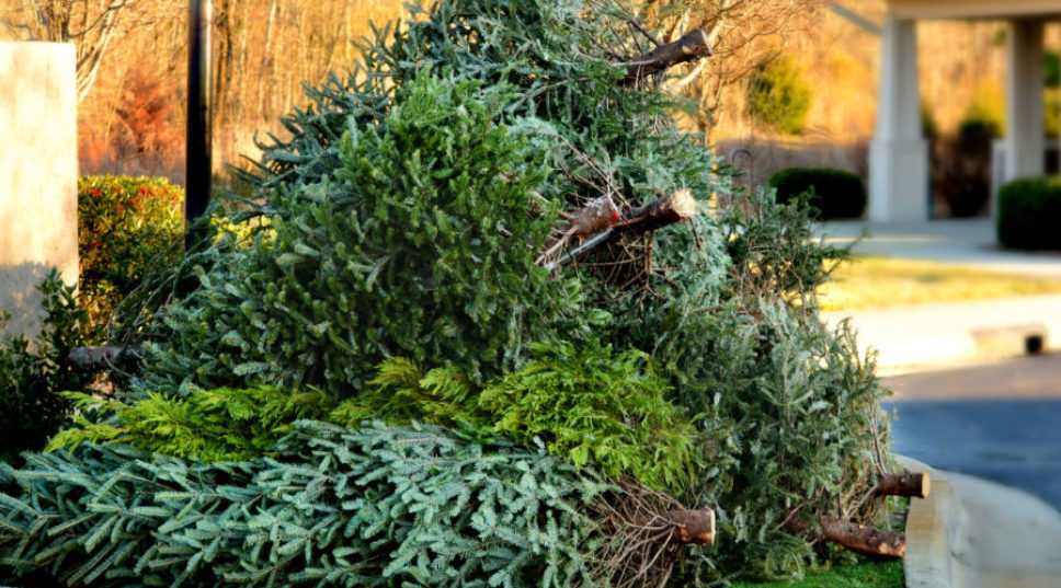 How to Dispose of Your Old Christmas Tree