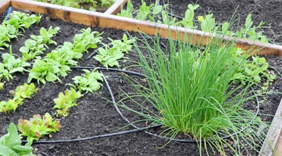 Get cash back for saving water