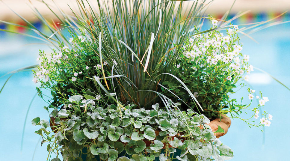 How to plant a cool pot